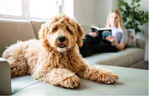 Dog on Upholstry furniture